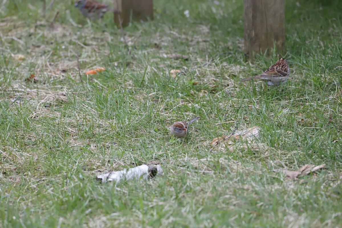 Field Sparrow - ML334768051