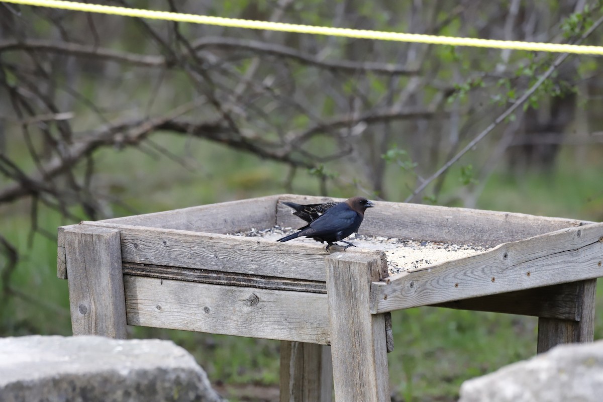 Brown-headed Cowbird - ML334768731