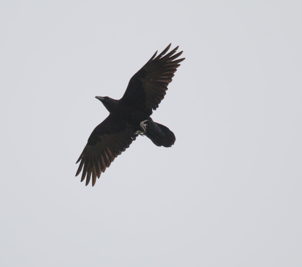 Common Raven - ML334768741