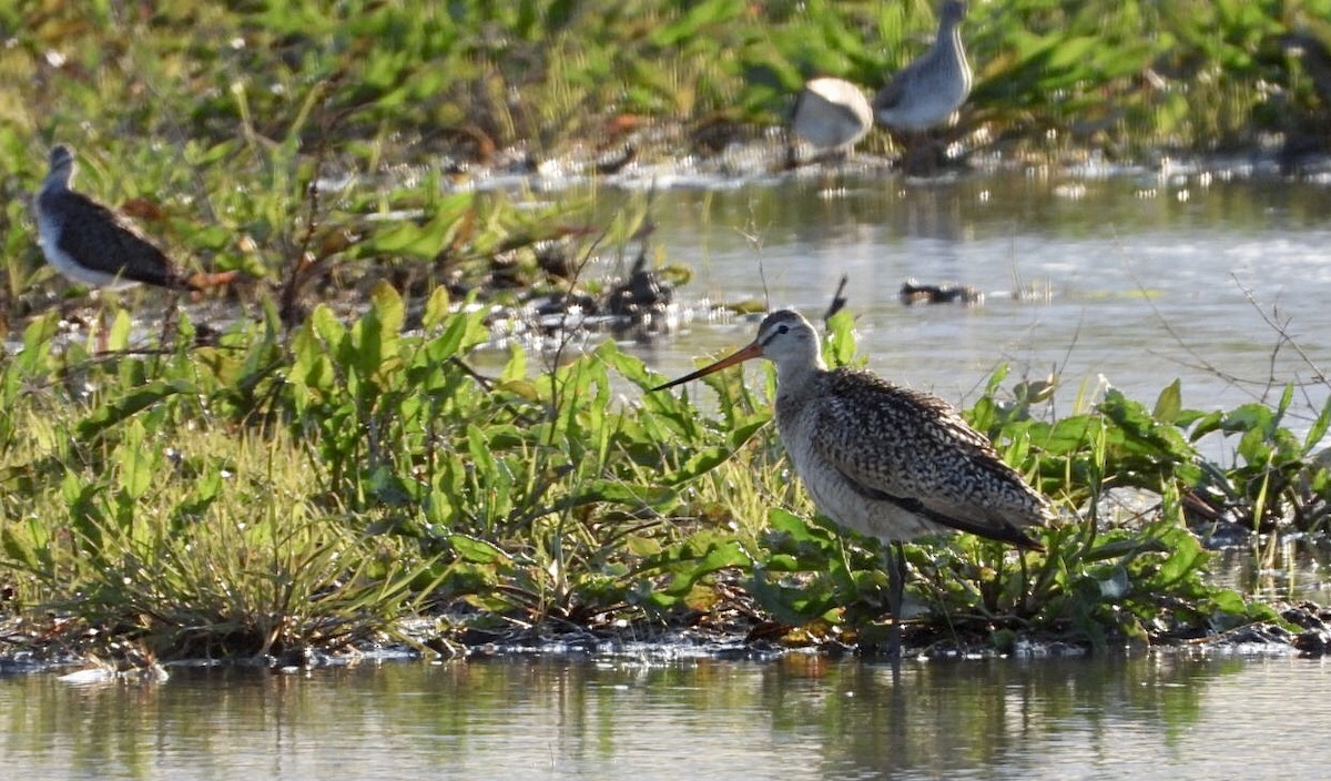 Marbled Godwit - ML334769711