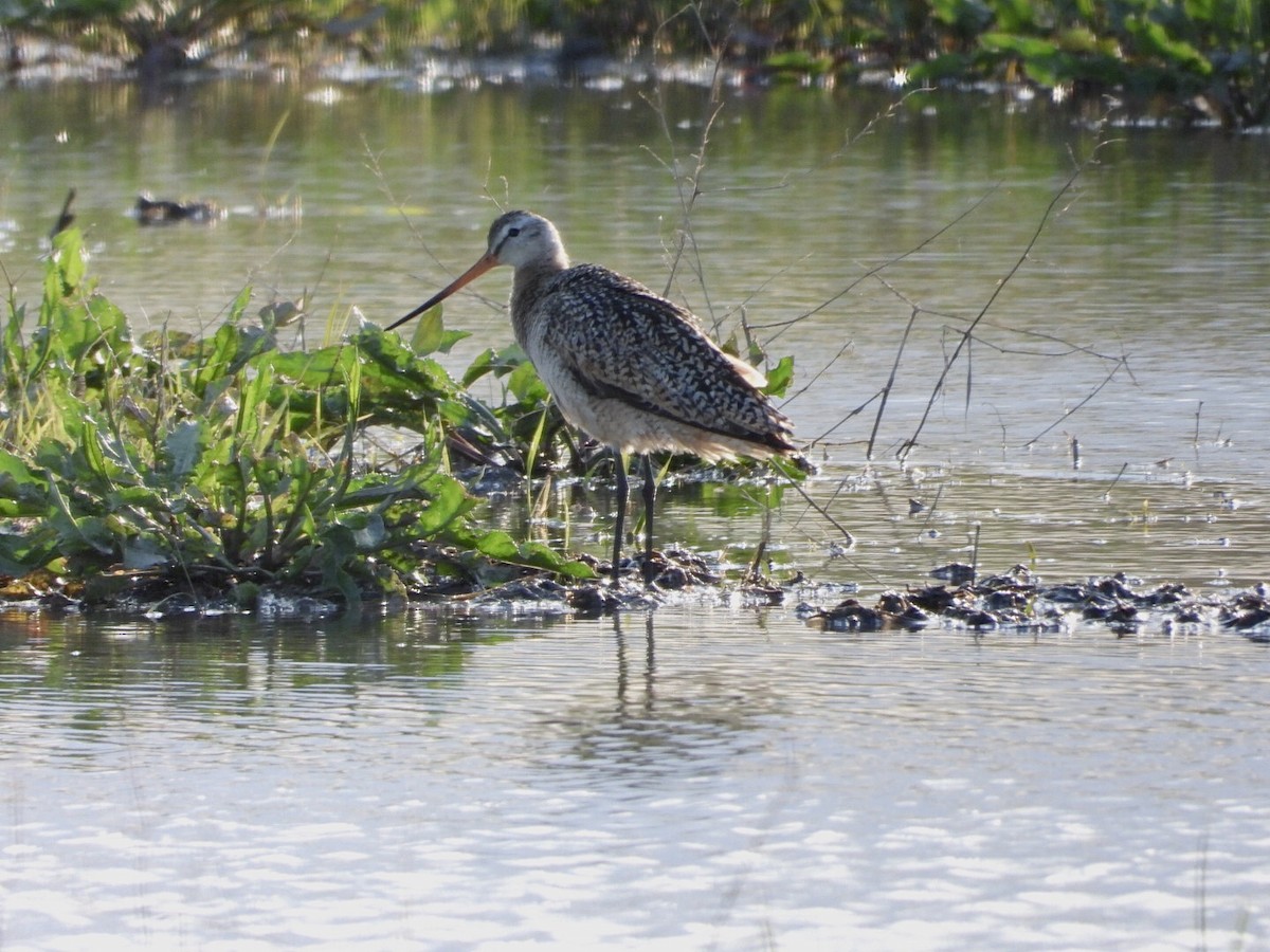 Marbled Godwit - ML334769721