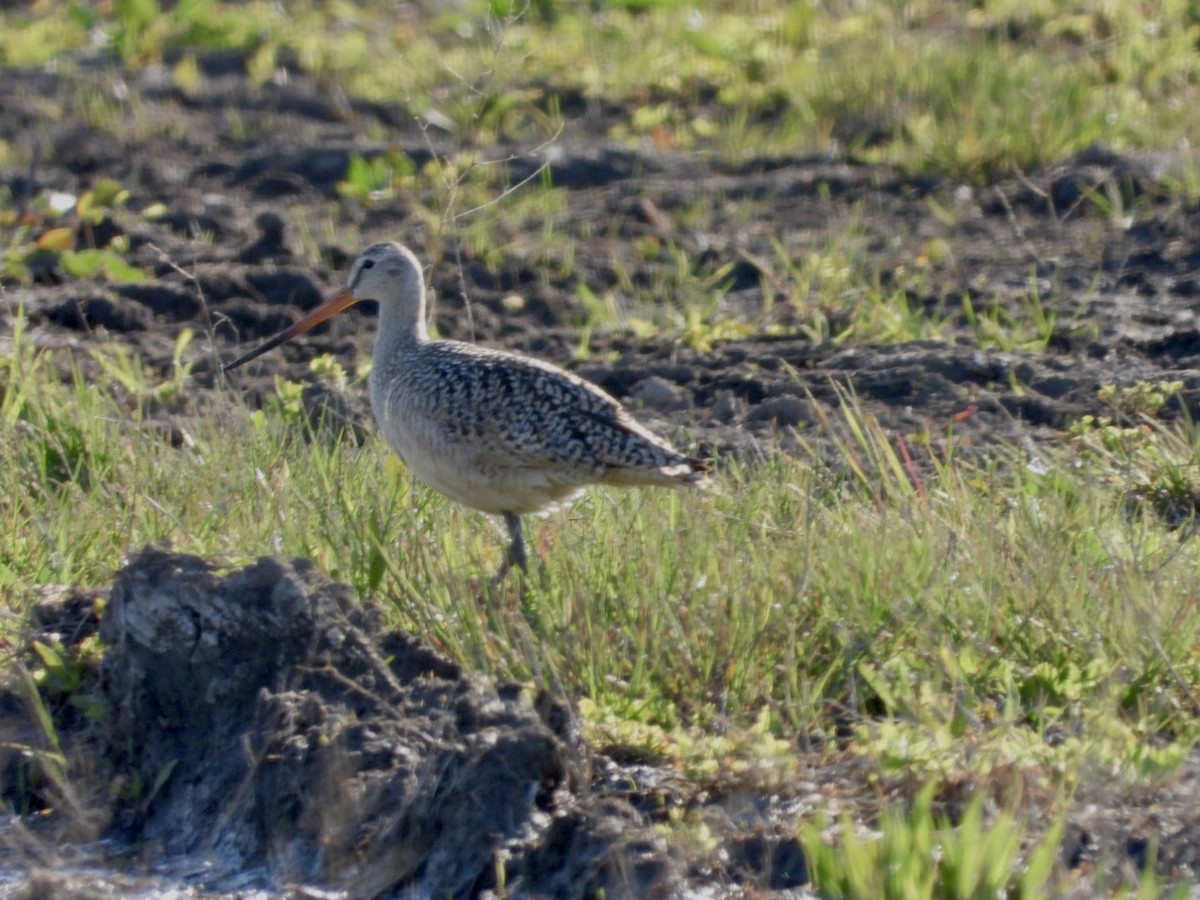 Marbled Godwit - ML334769731