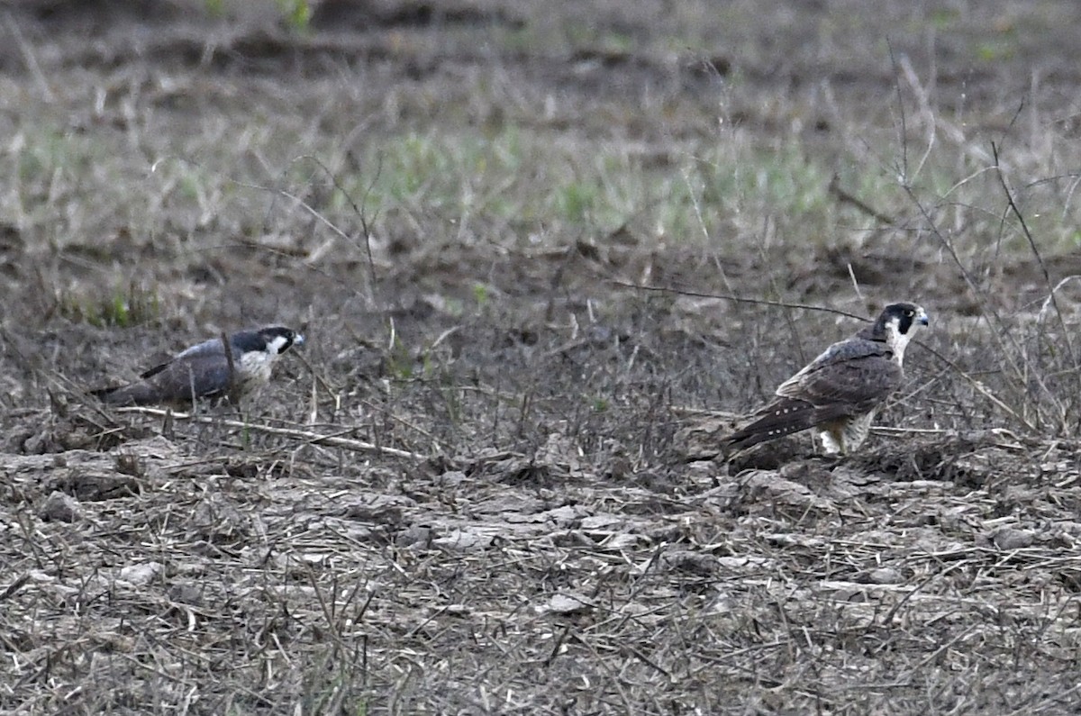 Halcón Peregrino - ML334771401