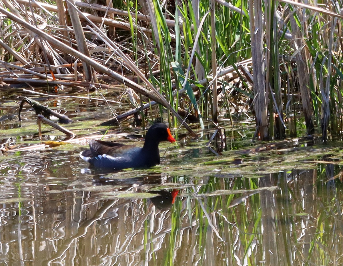 Common Gallinule - John Rudd