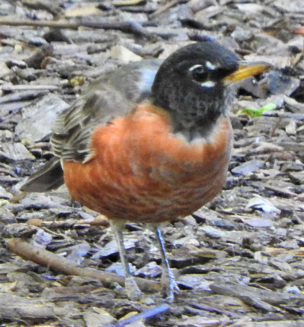 American Robin - ML334772951