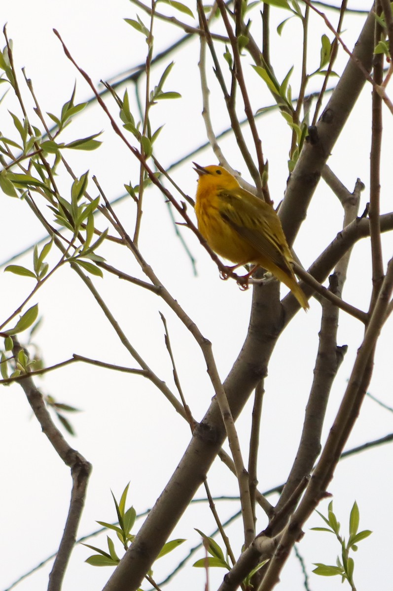 Yellow Warbler - ML334773541