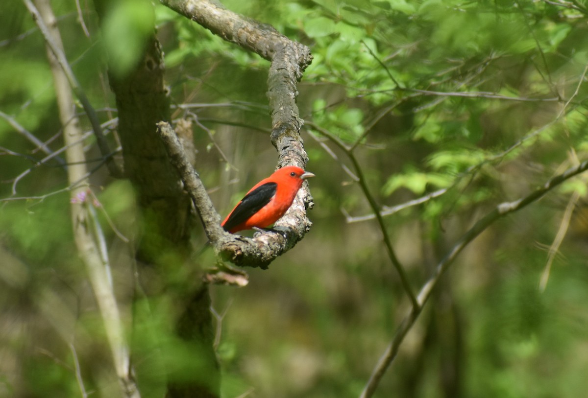 Piranga écarlate - ML334773721