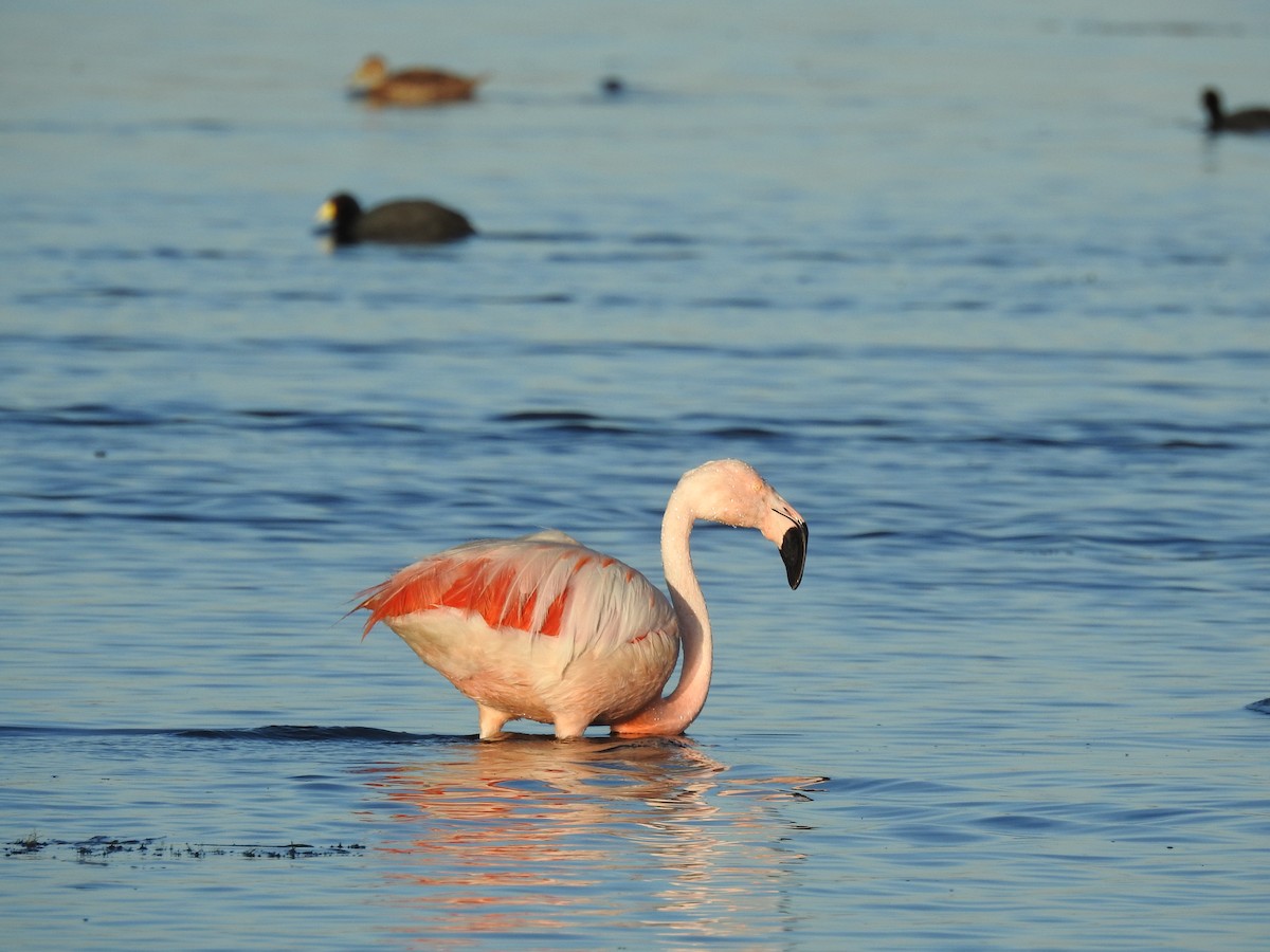 Chilean Flamingo - ML334773891