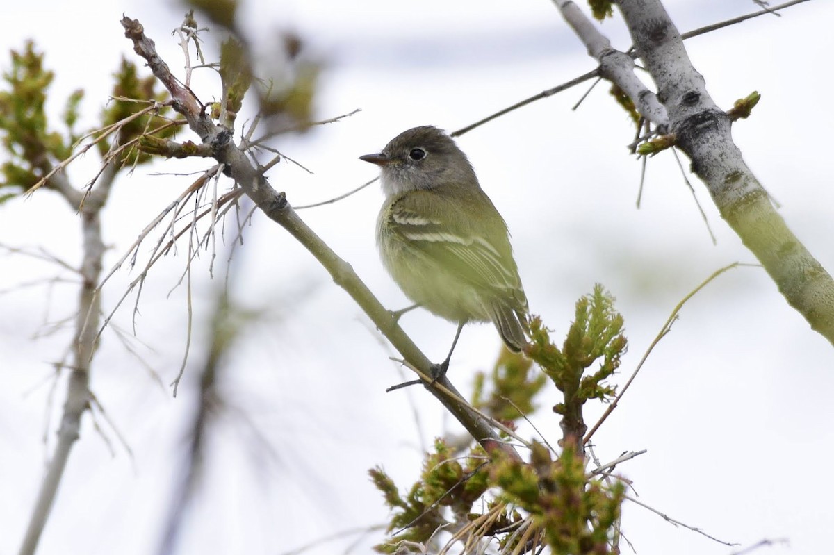 Least Flycatcher - ML334774271