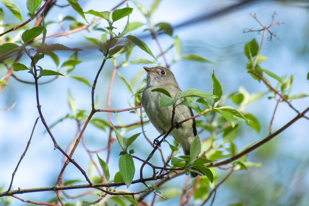 Least Flycatcher - ML334774401