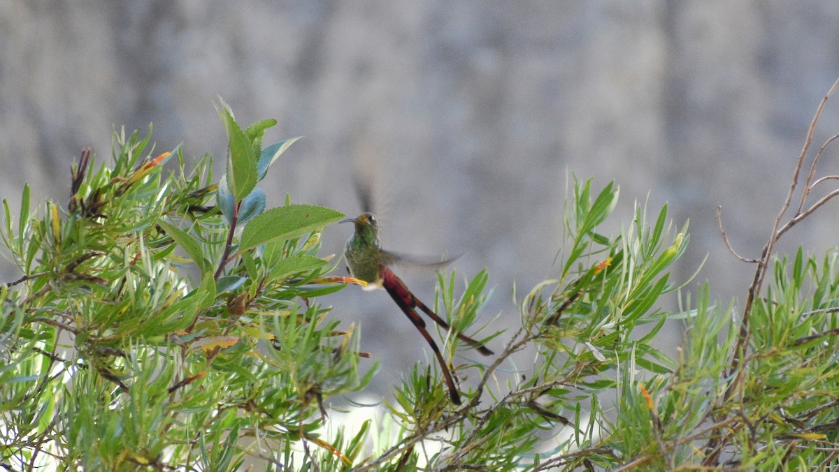 Red-tailed Comet - ML334774541