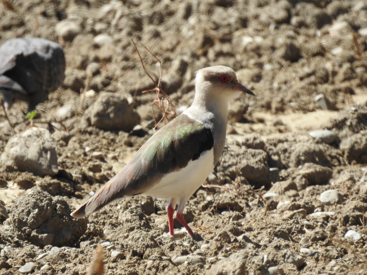 Andean Lapwing - ML334774791