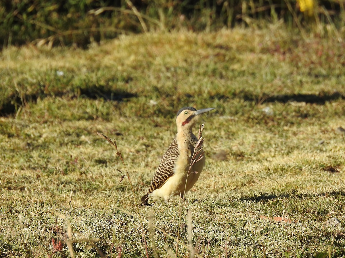 Andean Flicker - ML334774961