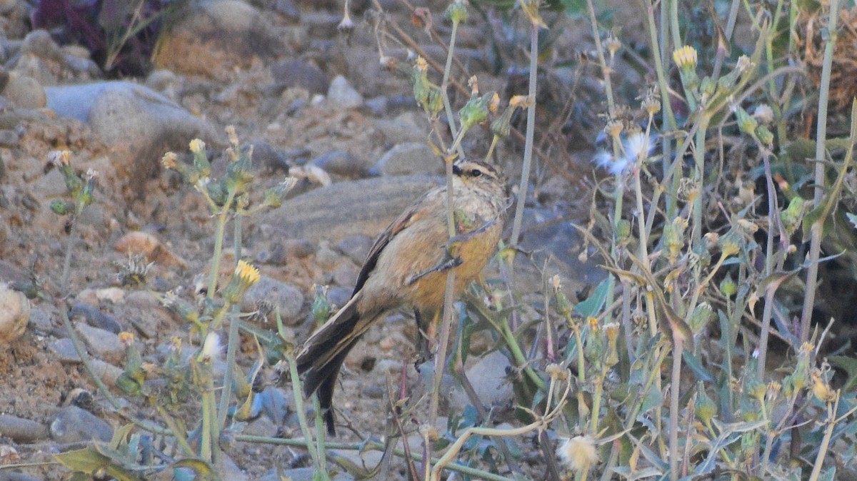 Plain-mantled Tit-Spinetail - ML334775471