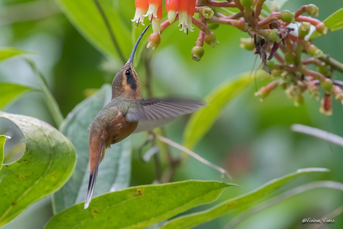 Gray-chinned Hermit - ML334775701