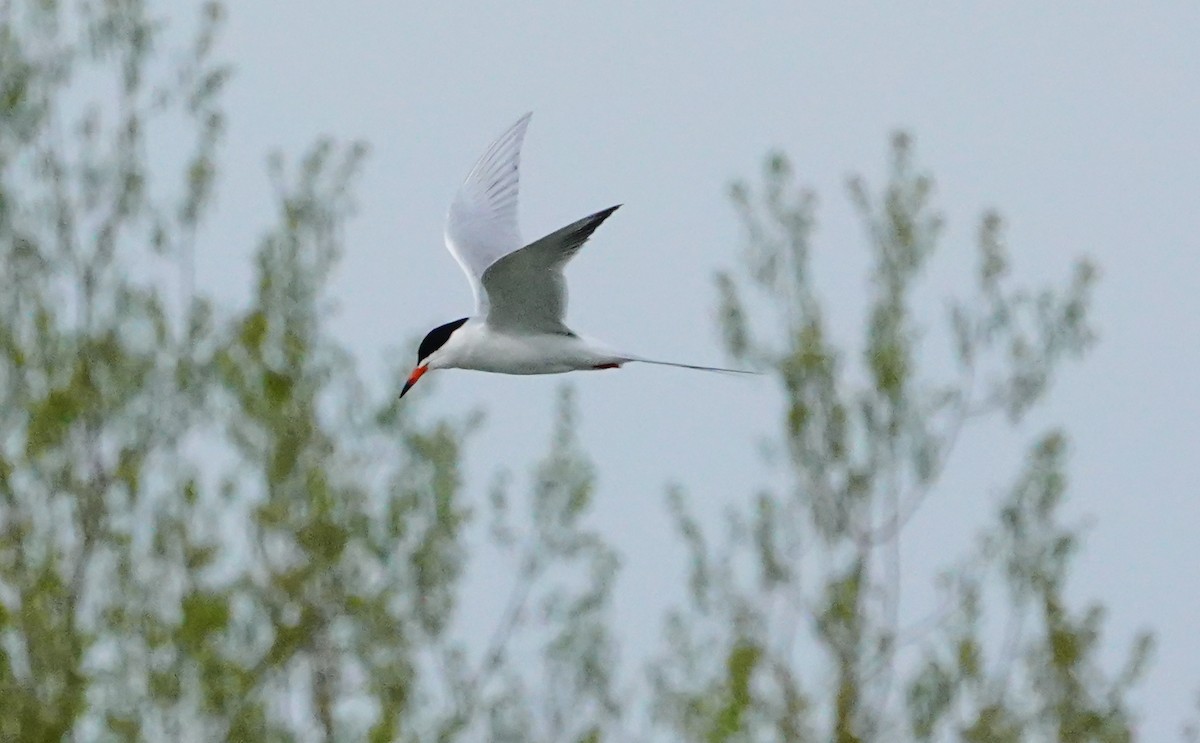 Forster's Tern - Gale VerHague
