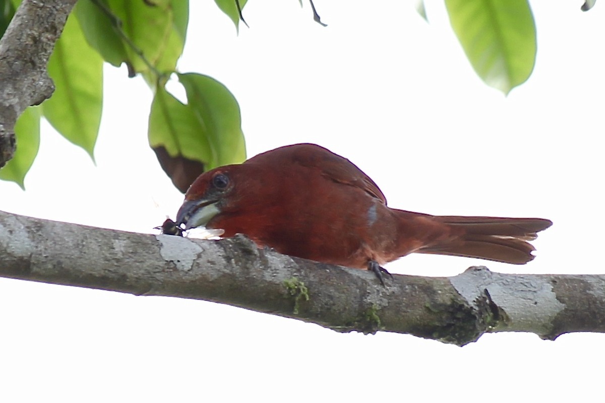 Hepatic Tanager - ML334777121