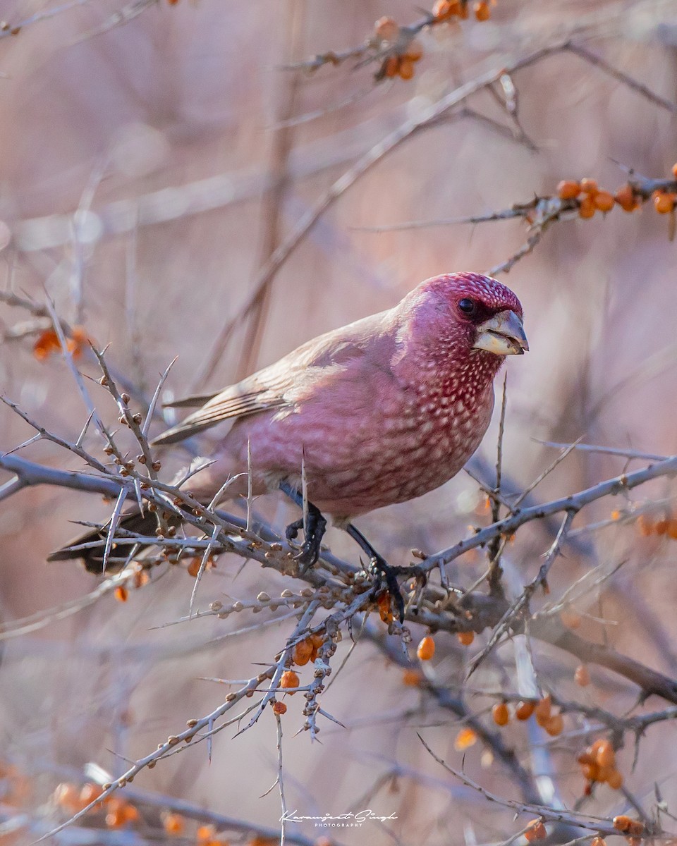 Great Rosefinch - ML334779861