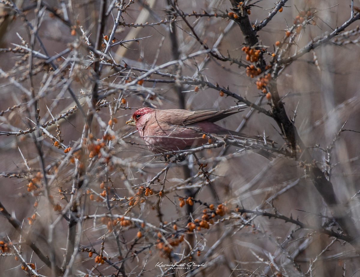 Great Rosefinch - Karamjeet Singh