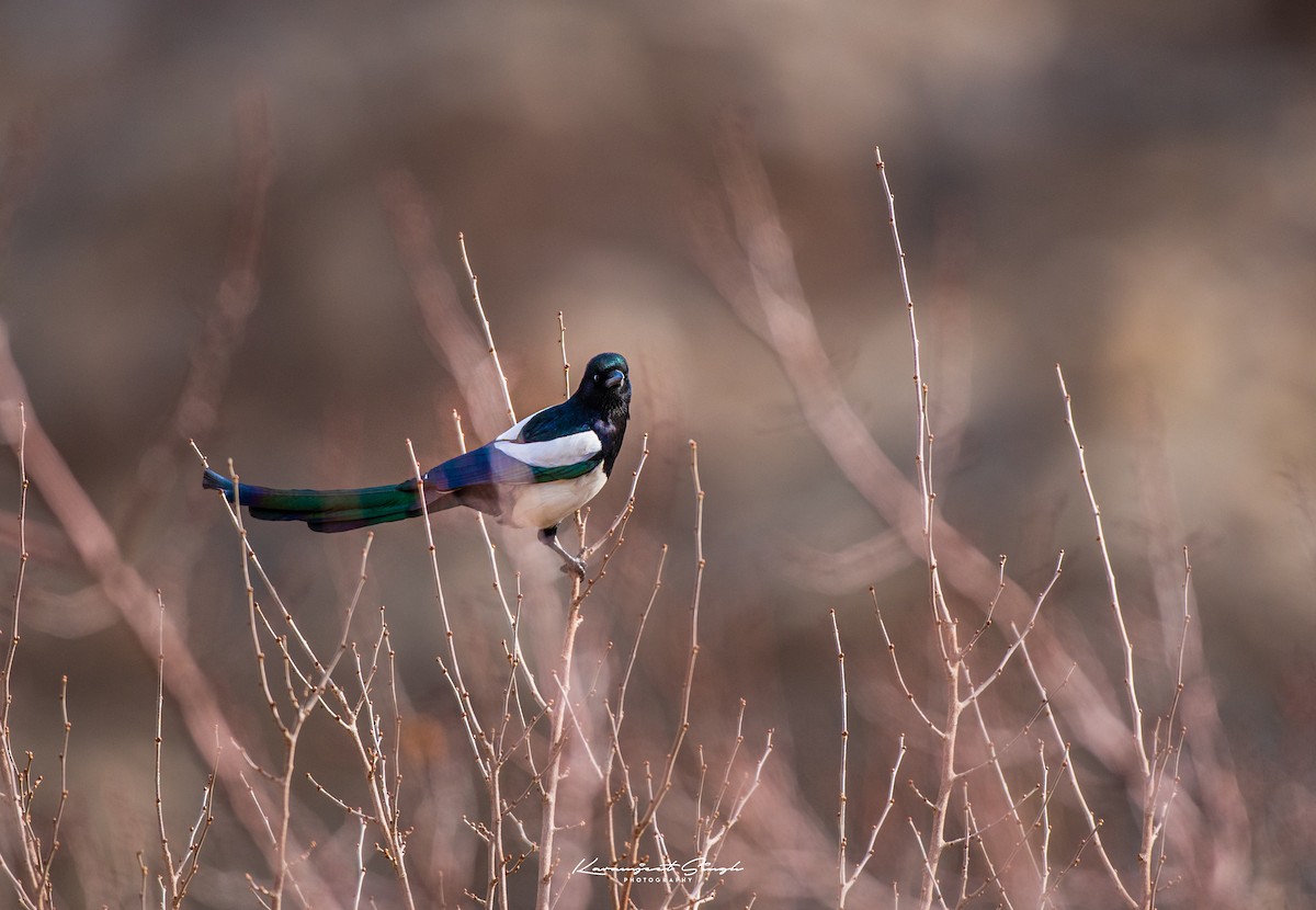 Eurasian Magpie - Karamjeet Singh