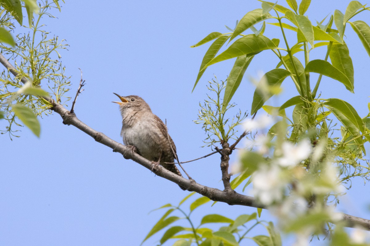 Northern House Wren - ML334780531