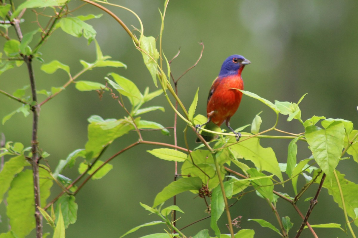 Painted Bunting - Paul Bowen