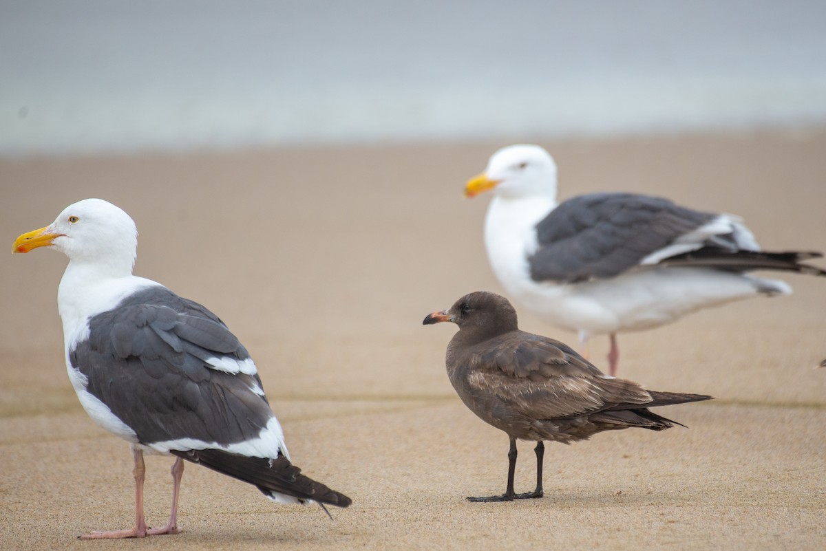 Heermann's Gull - ML334781571