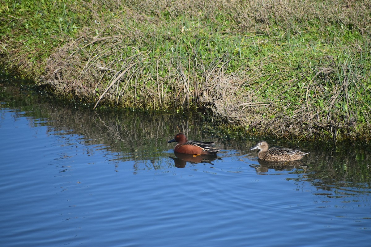 Cinnamon Teal - ML334782031