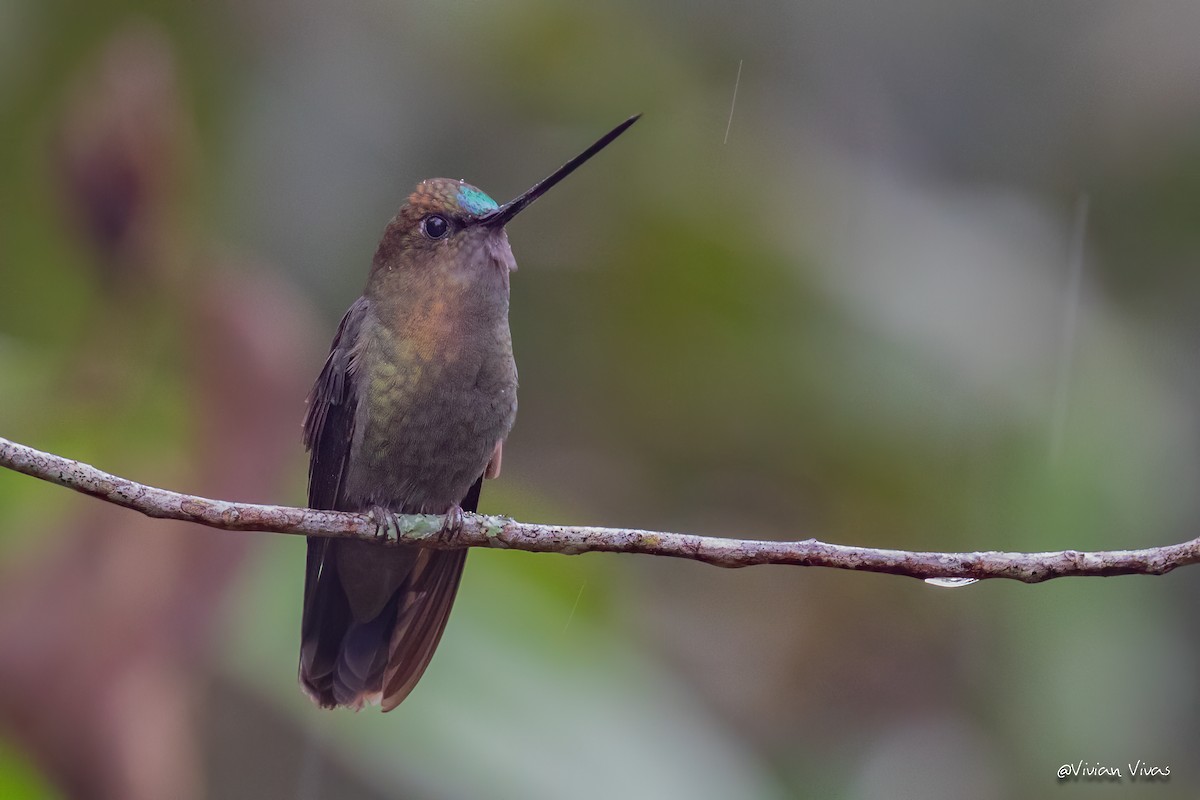 kolibřík zelenočelý - ML334782501