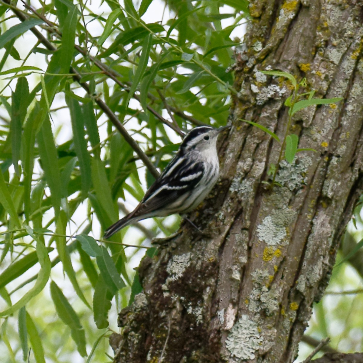 Black-and-white Warbler - ML334783691