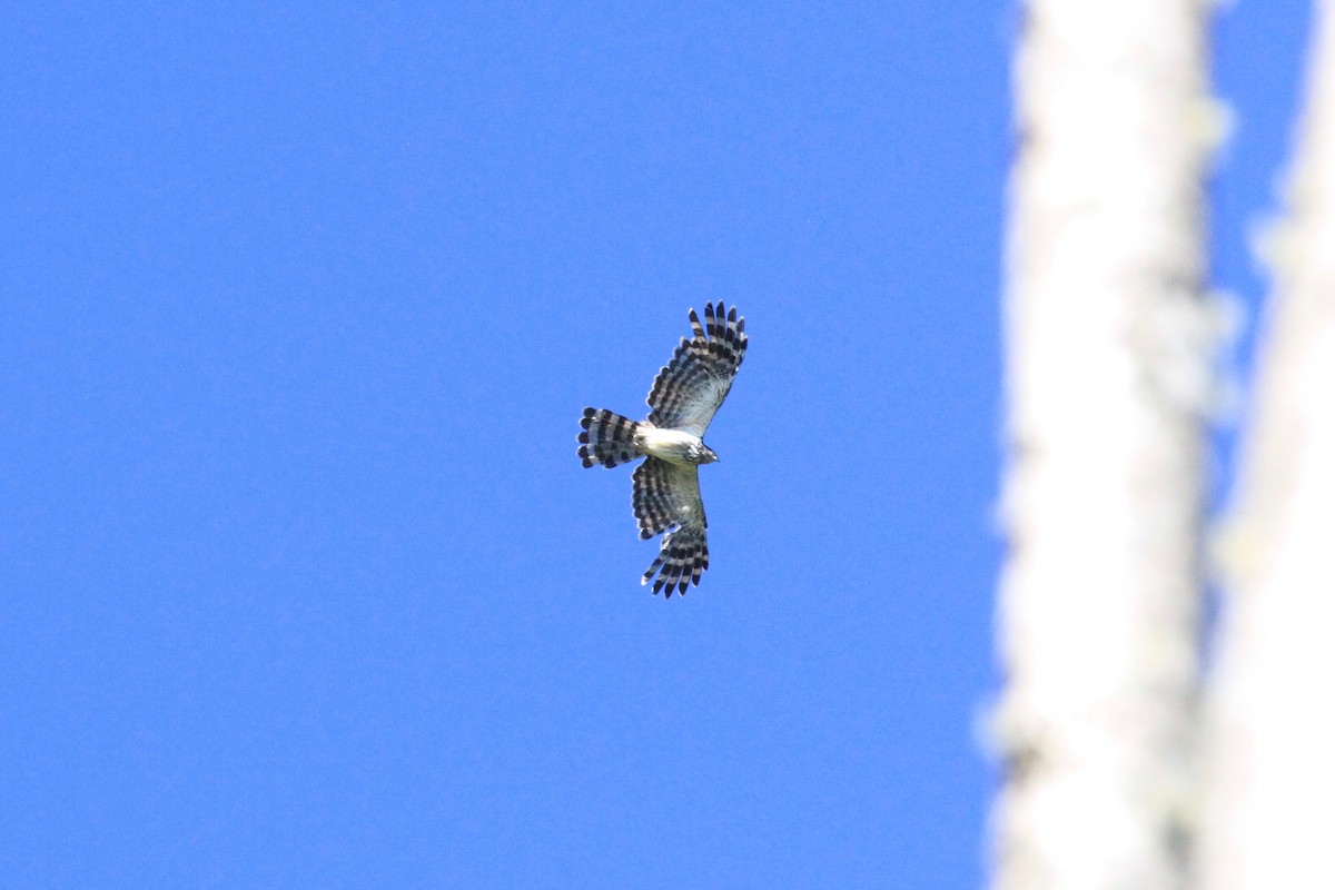 Long-tailed Honey-buzzard - ML33478371