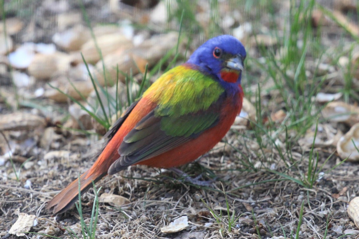 Painted Bunting - Terry Pflugrad