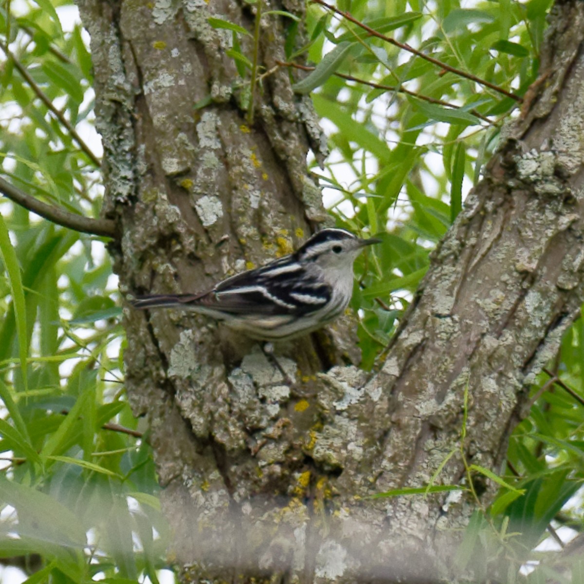 Black-and-white Warbler - ML334783761