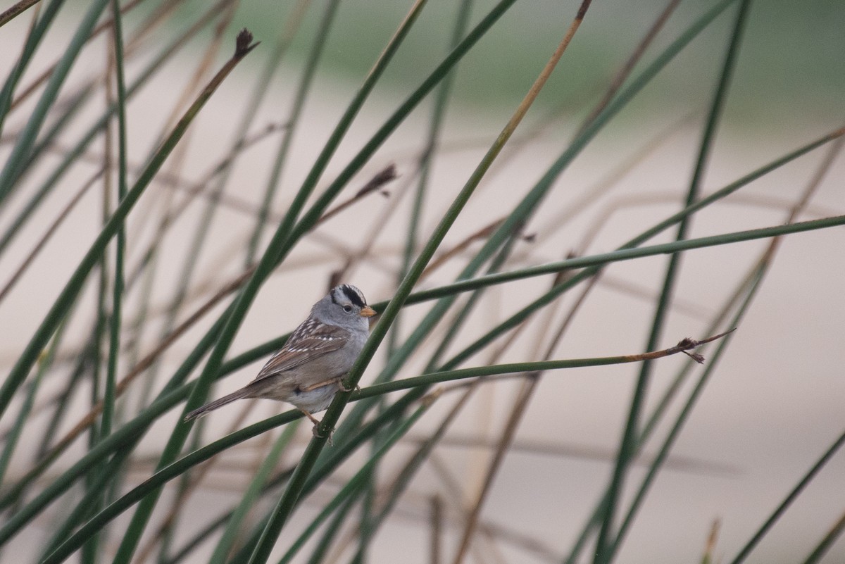 White-crowned Sparrow (nuttalli) - ML334784441
