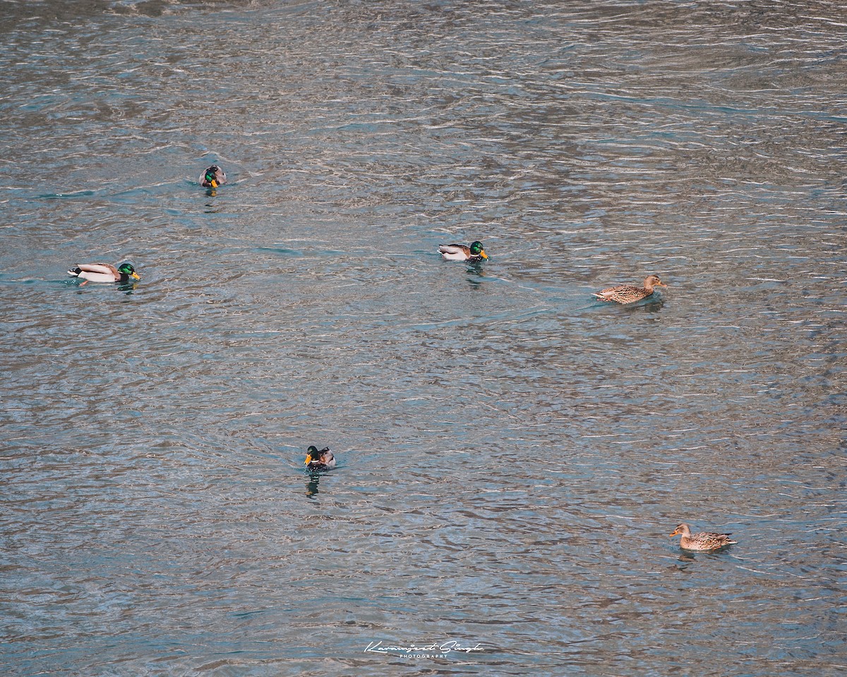 Mallard - Karamjeet Singh