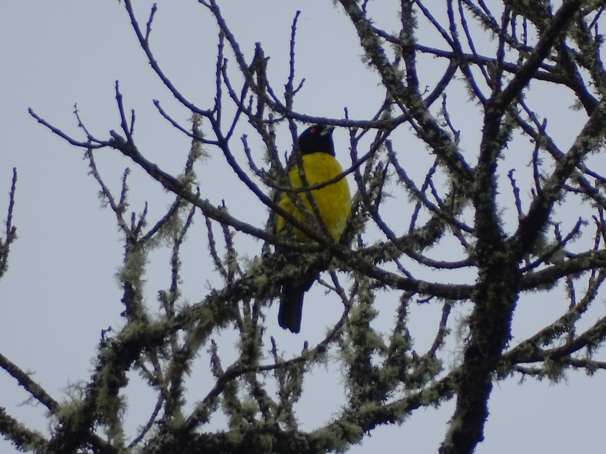 Hooded Mountain Tanager - Alexis Martínez D