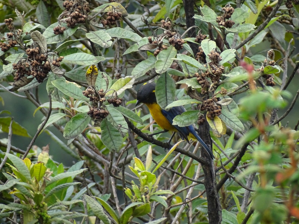 Lacrimose Mountain Tanager - ML334787081