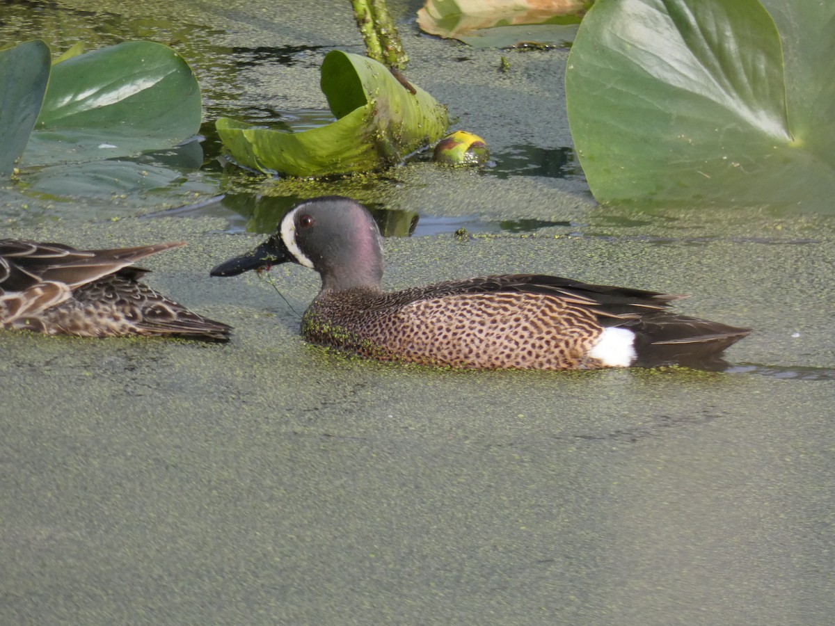 Blue-winged Teal - ML334789731