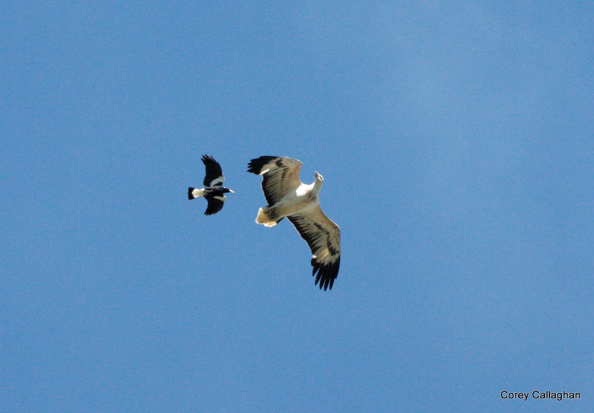 White-bellied Sea-Eagle - ML33479001