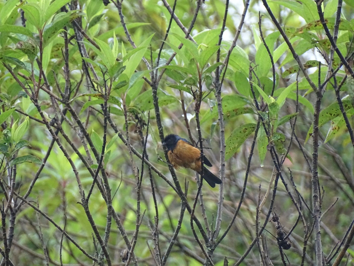 Blue-backed Conebill - ML334790151