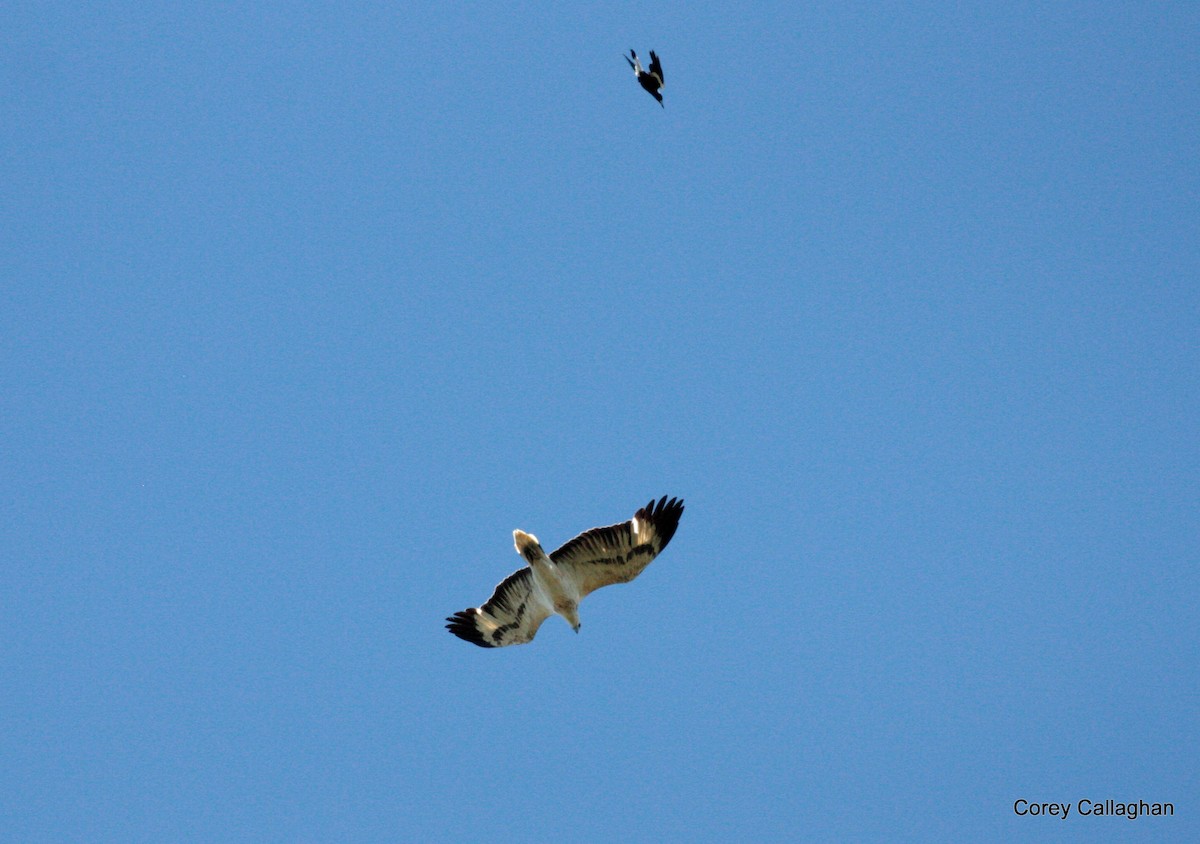 White-bellied Sea-Eagle - ML33479041