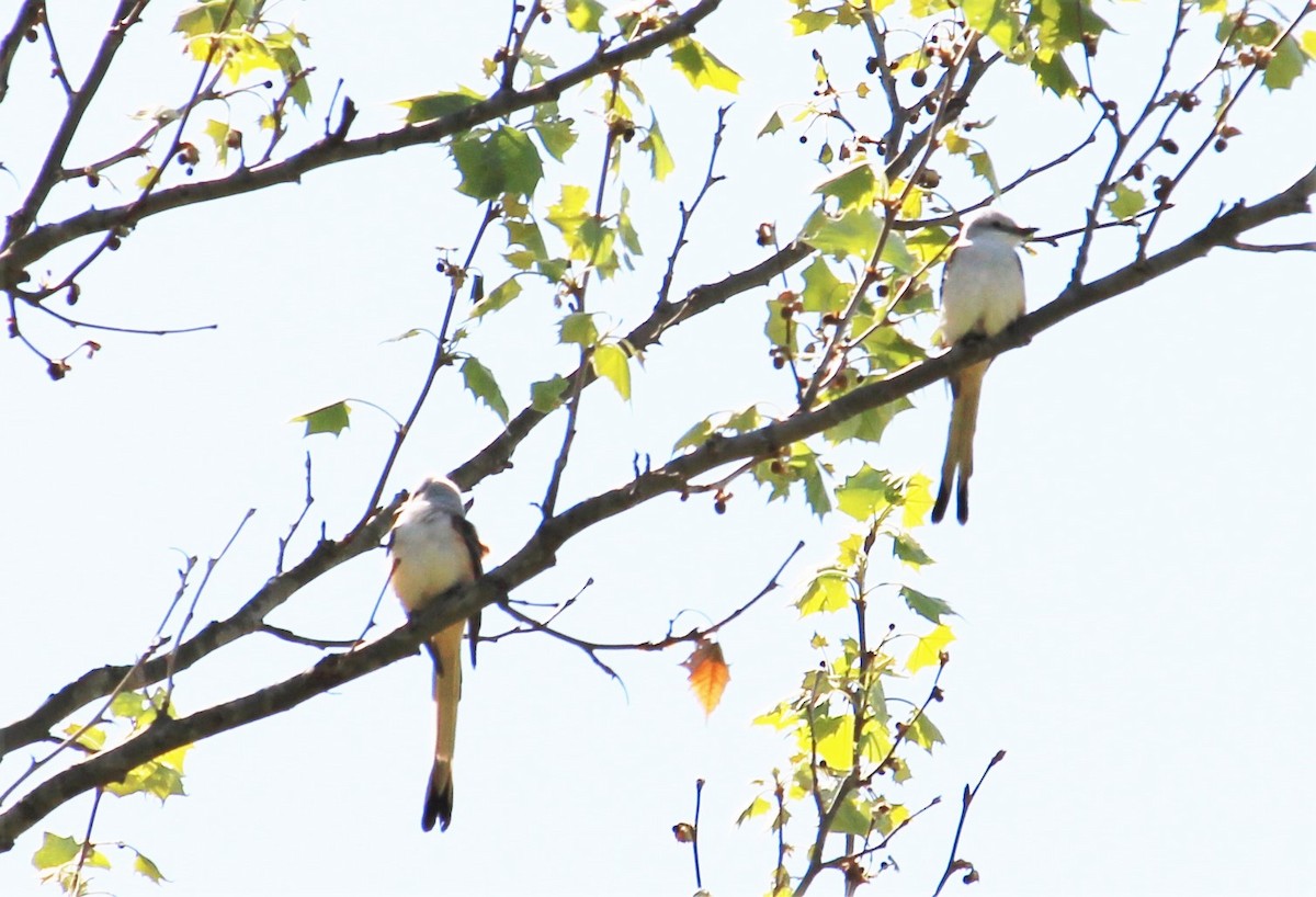 Scissor-tailed Flycatcher - ML334790571
