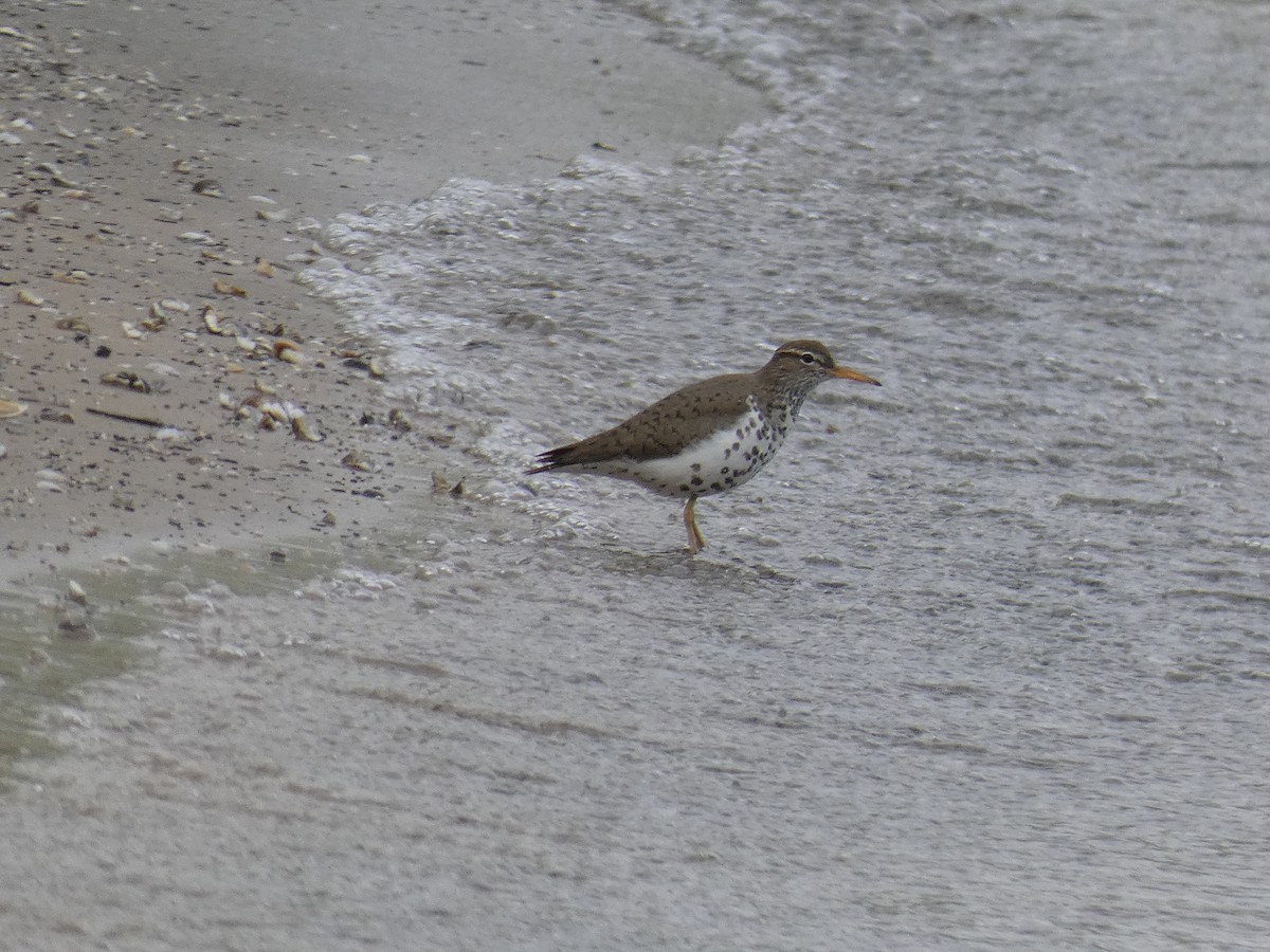 Spotted Sandpiper - ML334791171