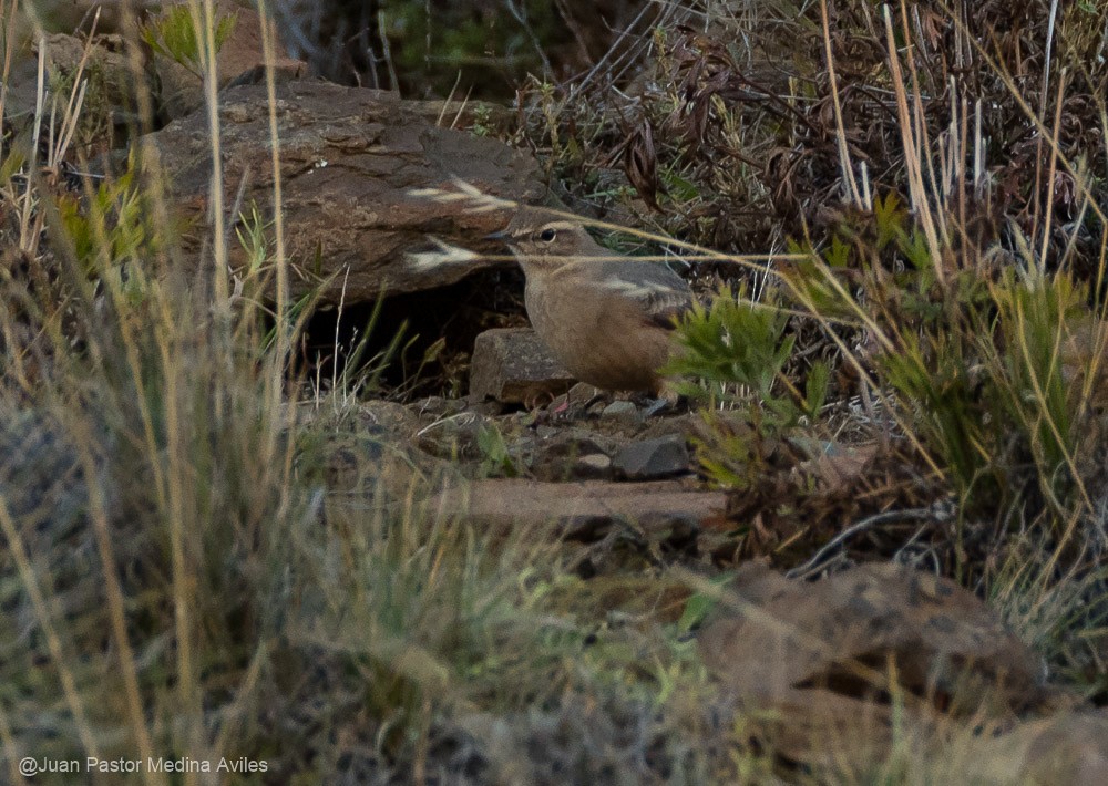 Rufous-banded Miner - Juan Pastor Medina Avilés