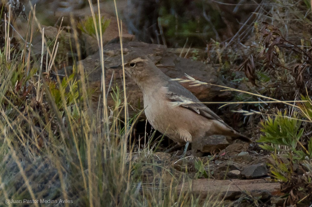 Rufous-banded Miner - ML334791831