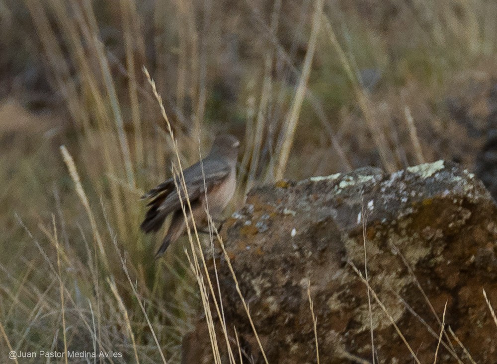 Rufous-banded Miner - Juan Pastor Medina Avilés