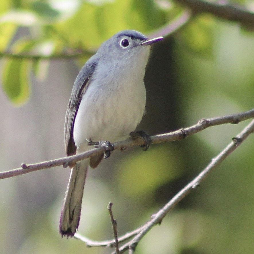 Blue-gray Gnatcatcher - ML334792291