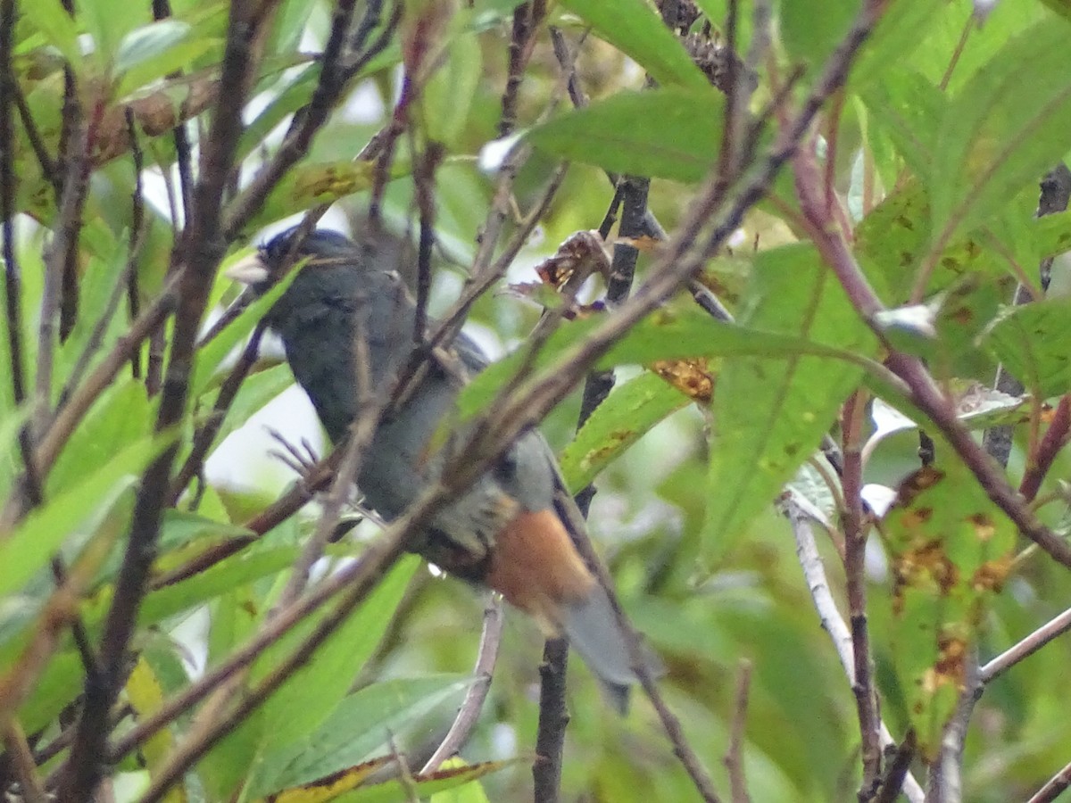 Paramo Seedeater - ML334793241