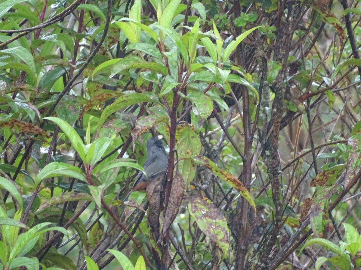 Paramo Seedeater - ML334793261