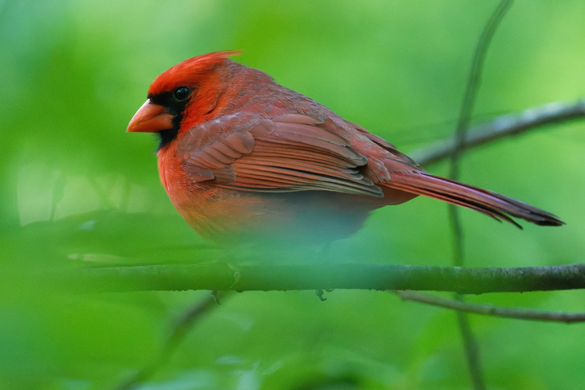 Cardinal rouge - ML334794151